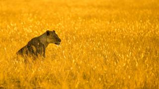 Against a vibrant golden plain, a regal lioness surveys her surroundings.