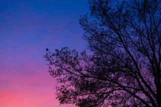 A large tree, in silhouette, against an indigo sunset sky.