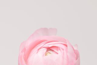 Part of a delicate pink ranunculus blossom against a pale background.