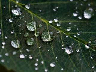 large_greenleaf_many_raindrops