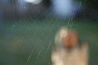 A delicate spider web stretches across the frame, as a blurred person is visible in the background.