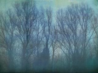 Bare trees reach to a grey sky