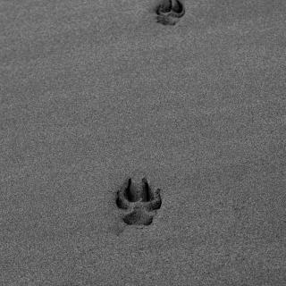 A few dog paw prints in the sand
