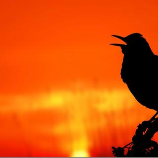 A singing bird on a branch, silhouetted against a red and orange sunrise