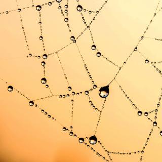 spider web with drops of water on it