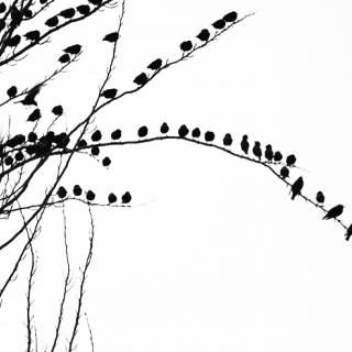 Silhouette of a flock of birds on a branch