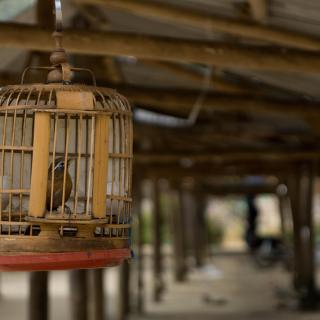 Bird in a birdcage.