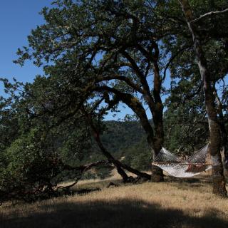On a golden hill, live oak trees reach for the sky. An empty hammock hangs between them.