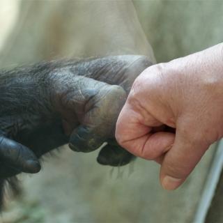 A human hand and a primate hand touching on two sides of a glass window.