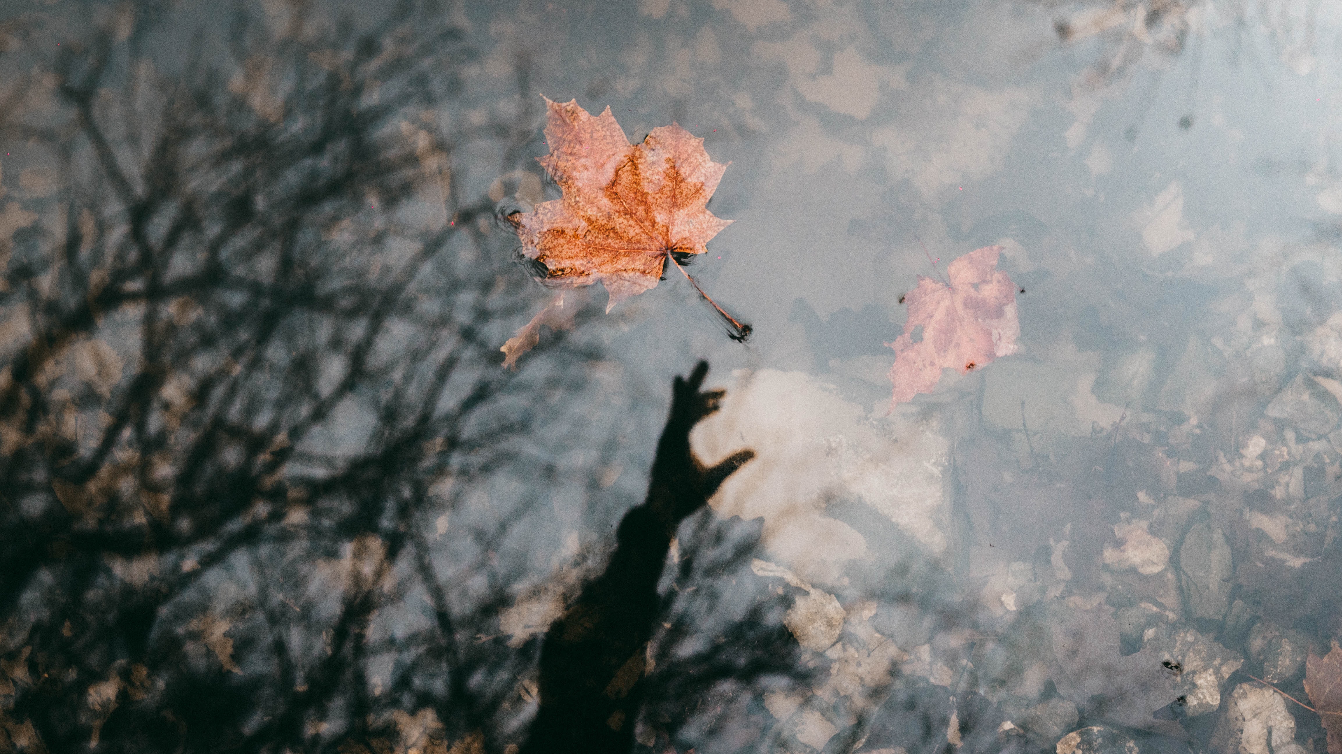 A rust-colored leaf floats on the surface of a pond, and under the surface of the water there are stones and rocks. The surface of the water reflects the hand that dropped the leaf onto the water.