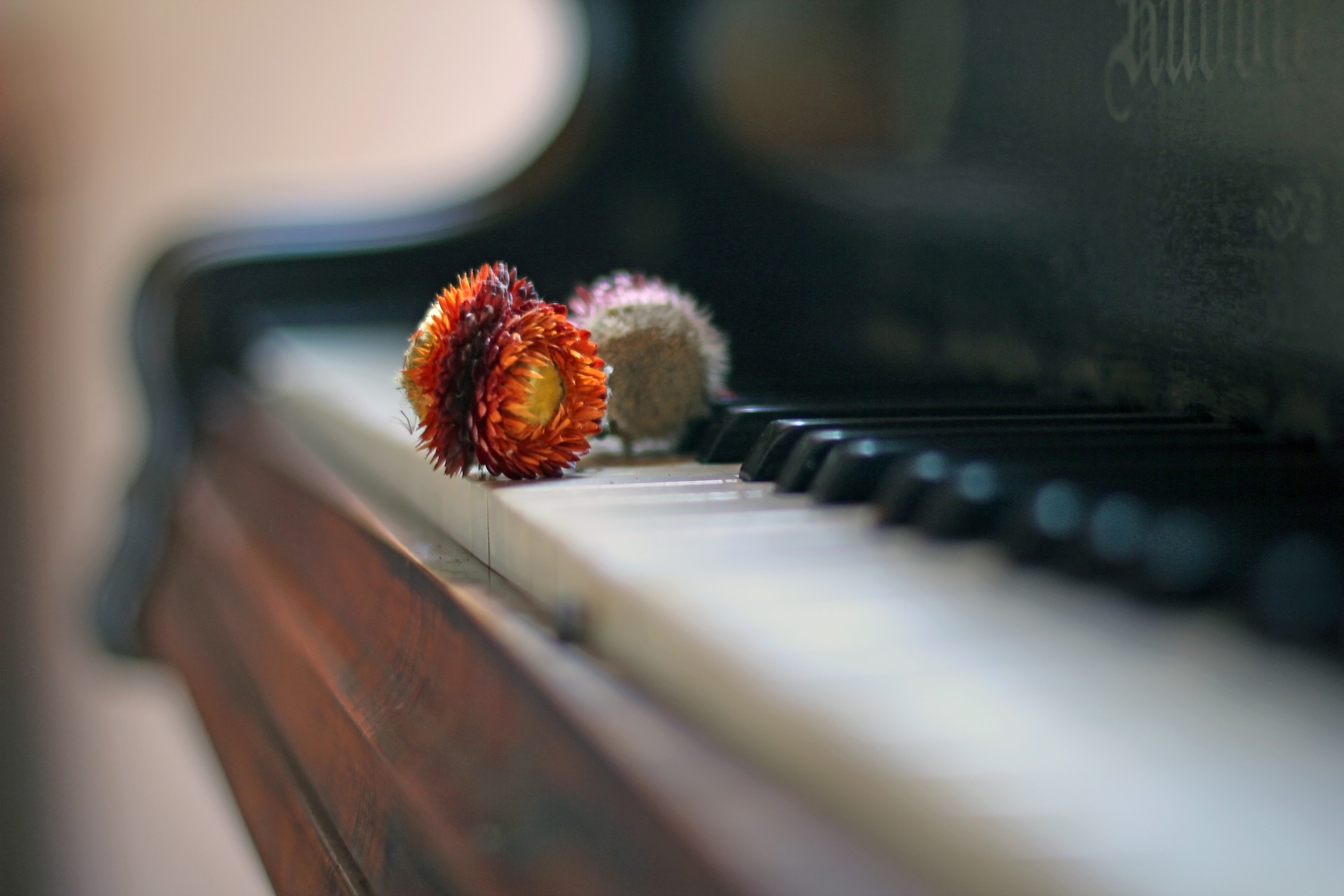 Several dried flowers rest on the keys of an antique piano.