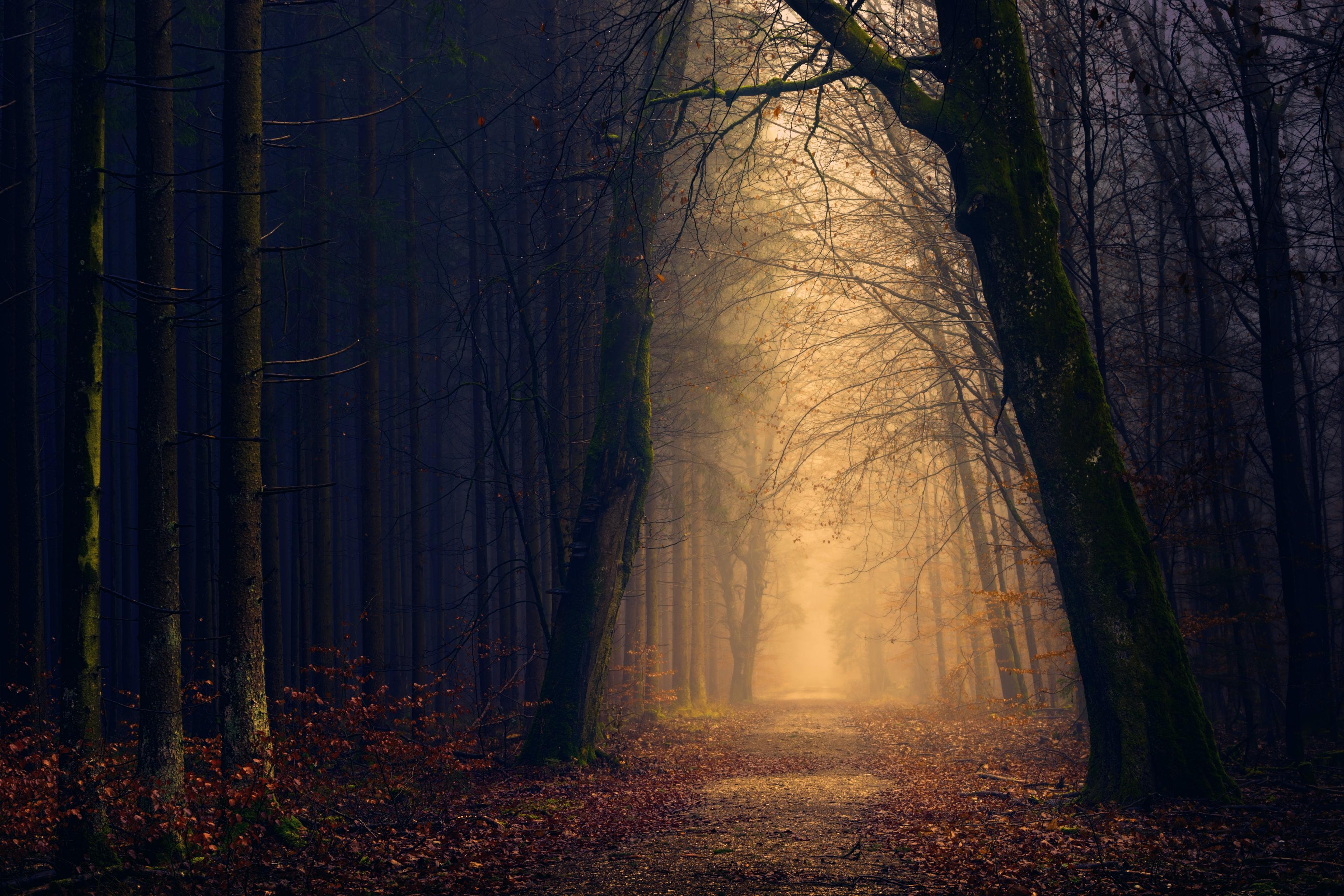 In a shadowed forest, a path through the trees is bathed in golden light.