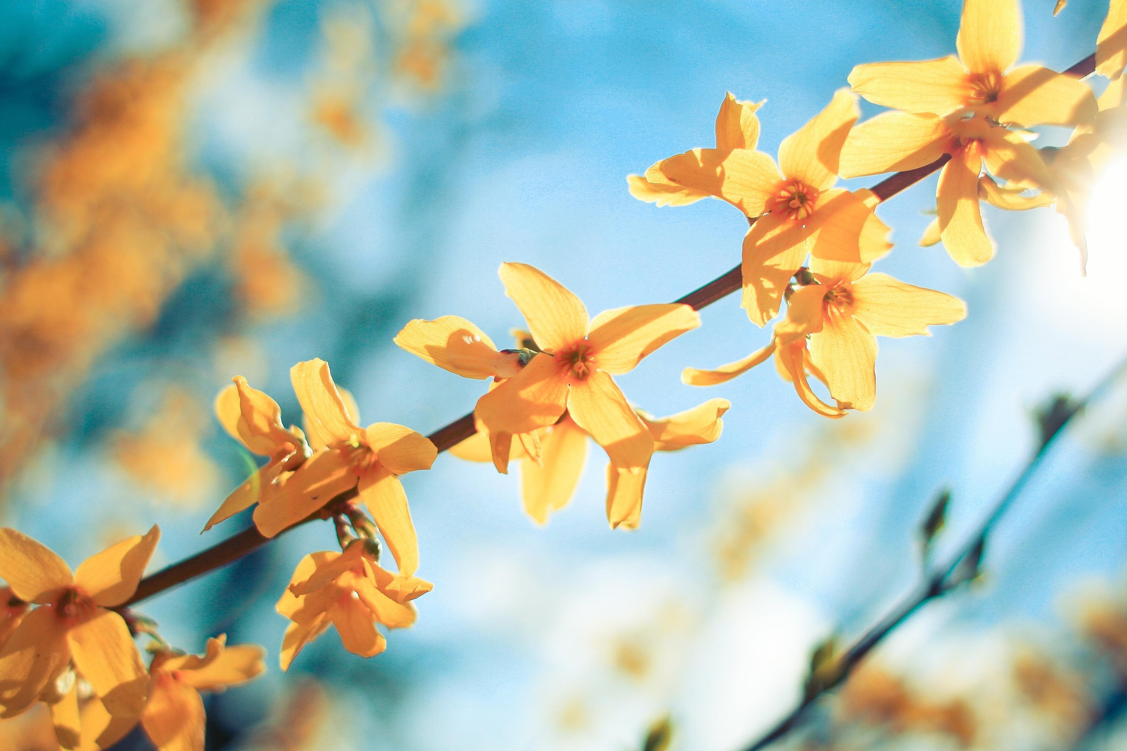 Against a blue sky, a branch with delicate yellow blossoms.