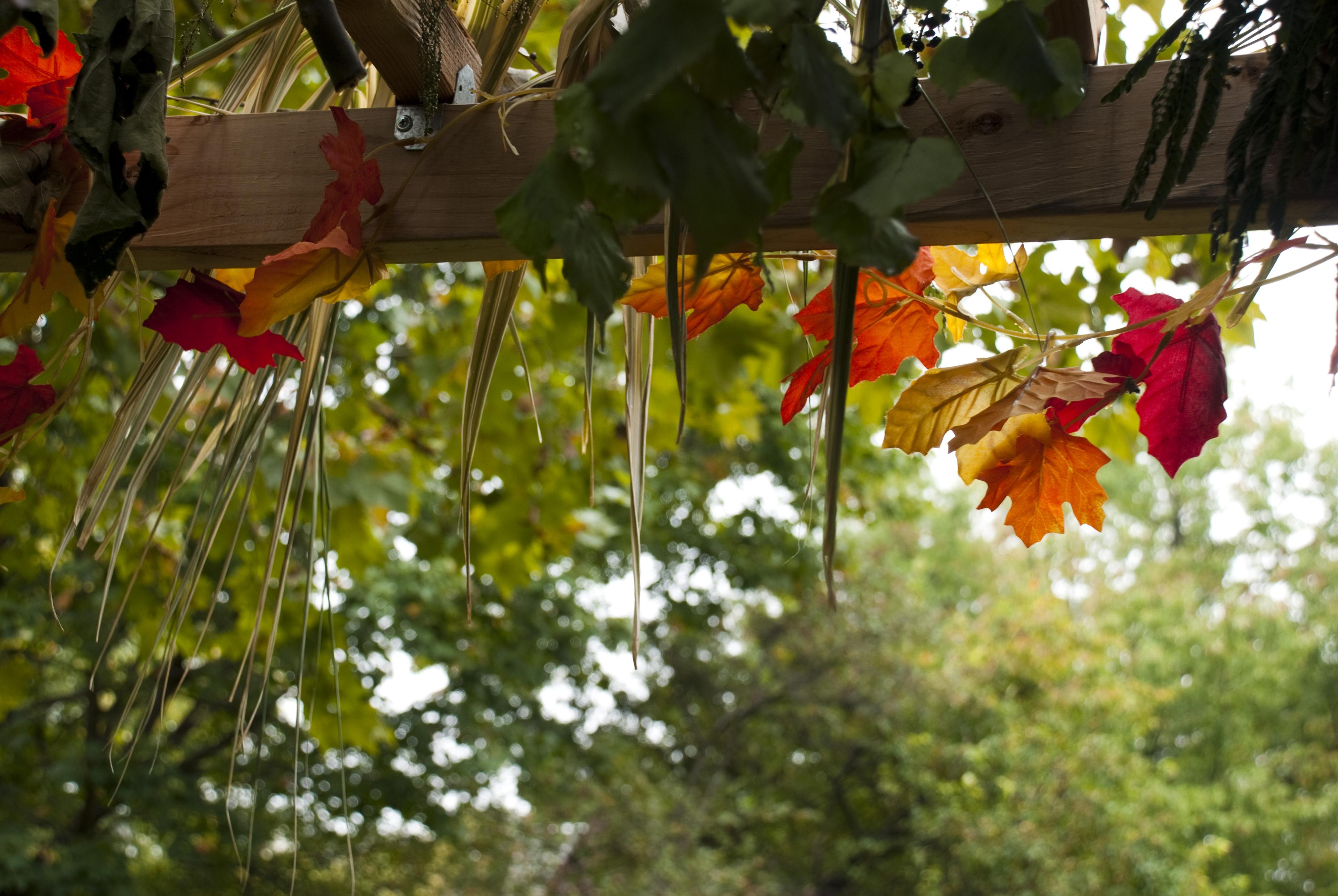 The edge of a sukkah, decorated with leaves and vines