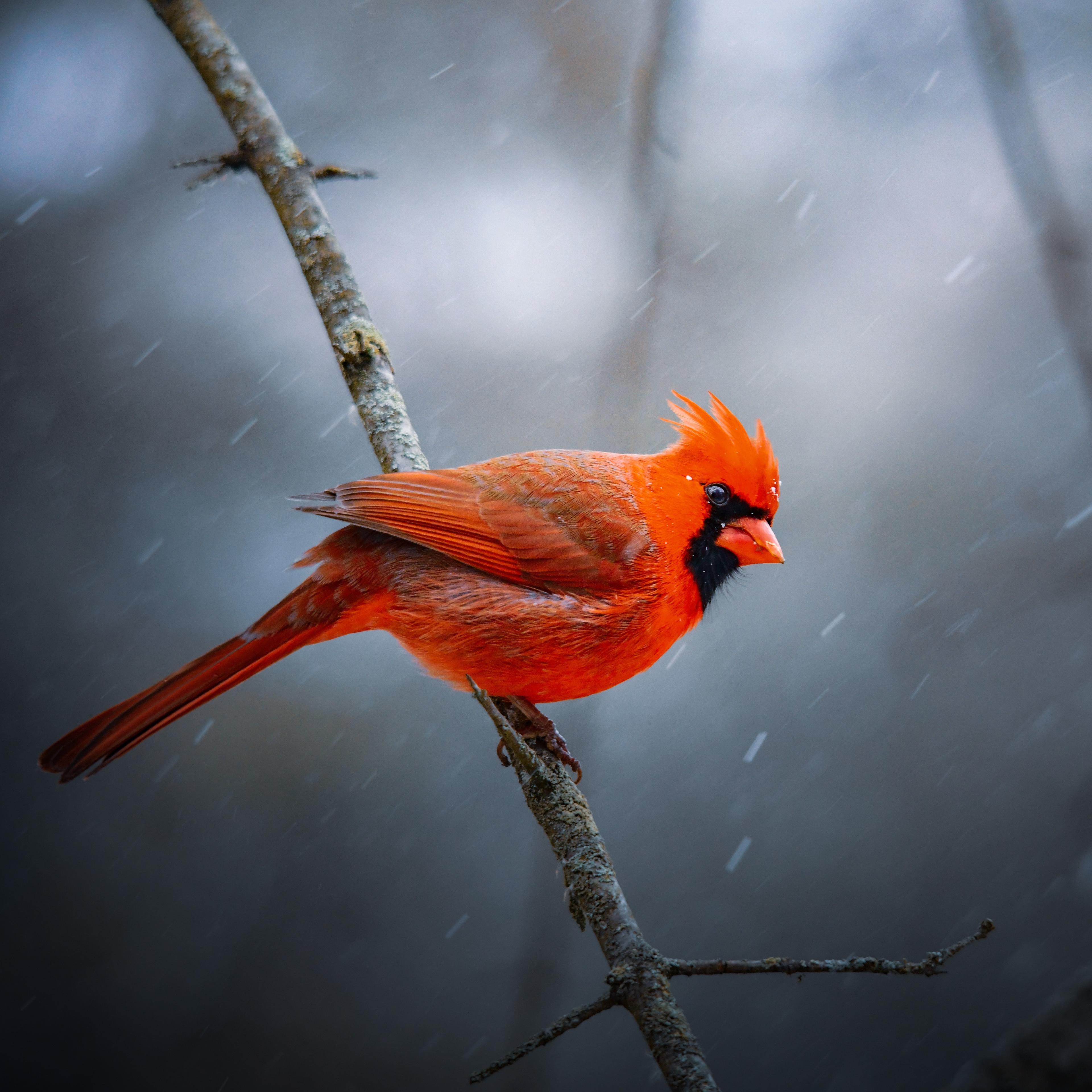A brilliant red cardinal perches on a tree branch.