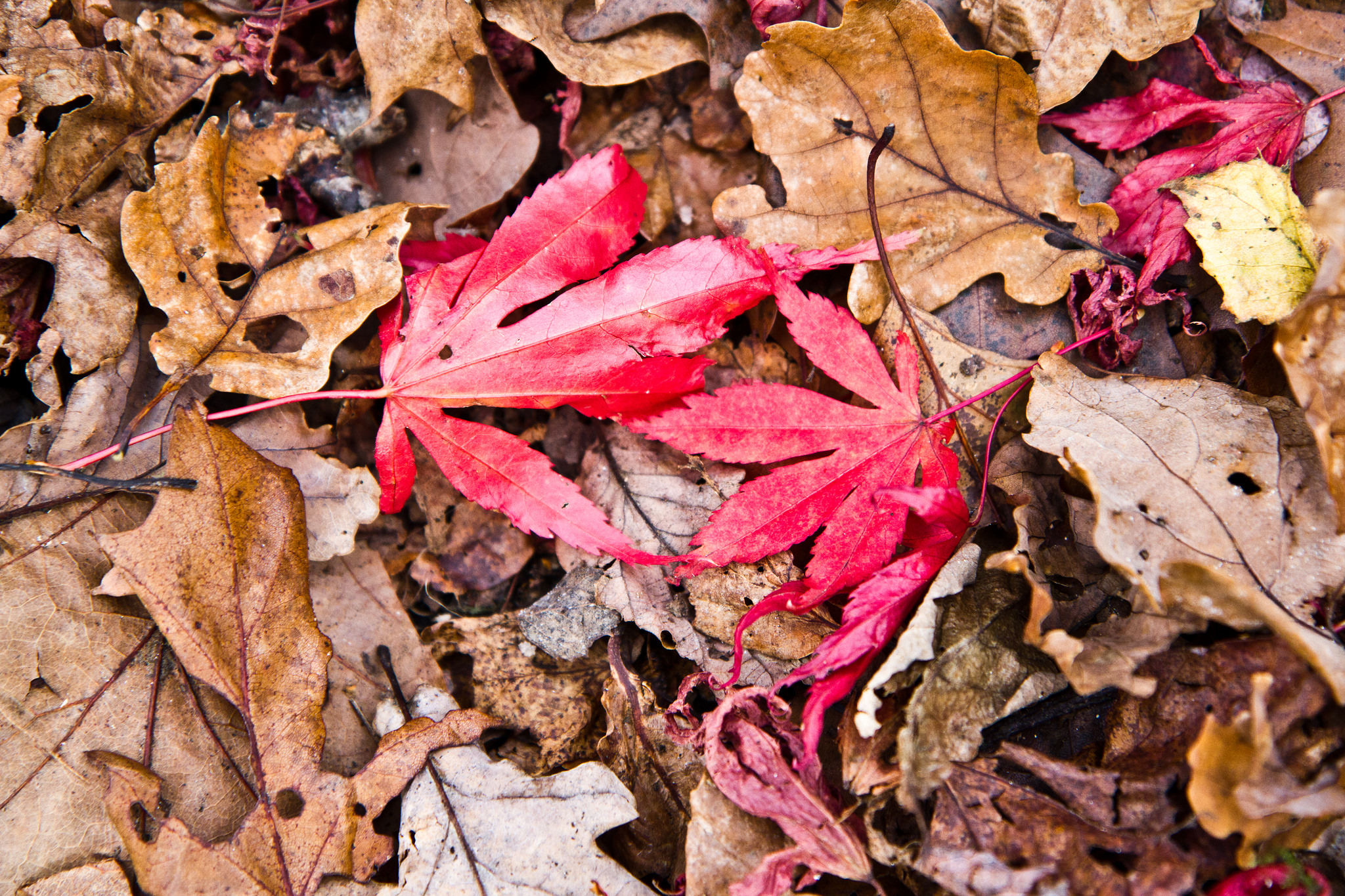 red leaves resting on a carpe of dead leaves