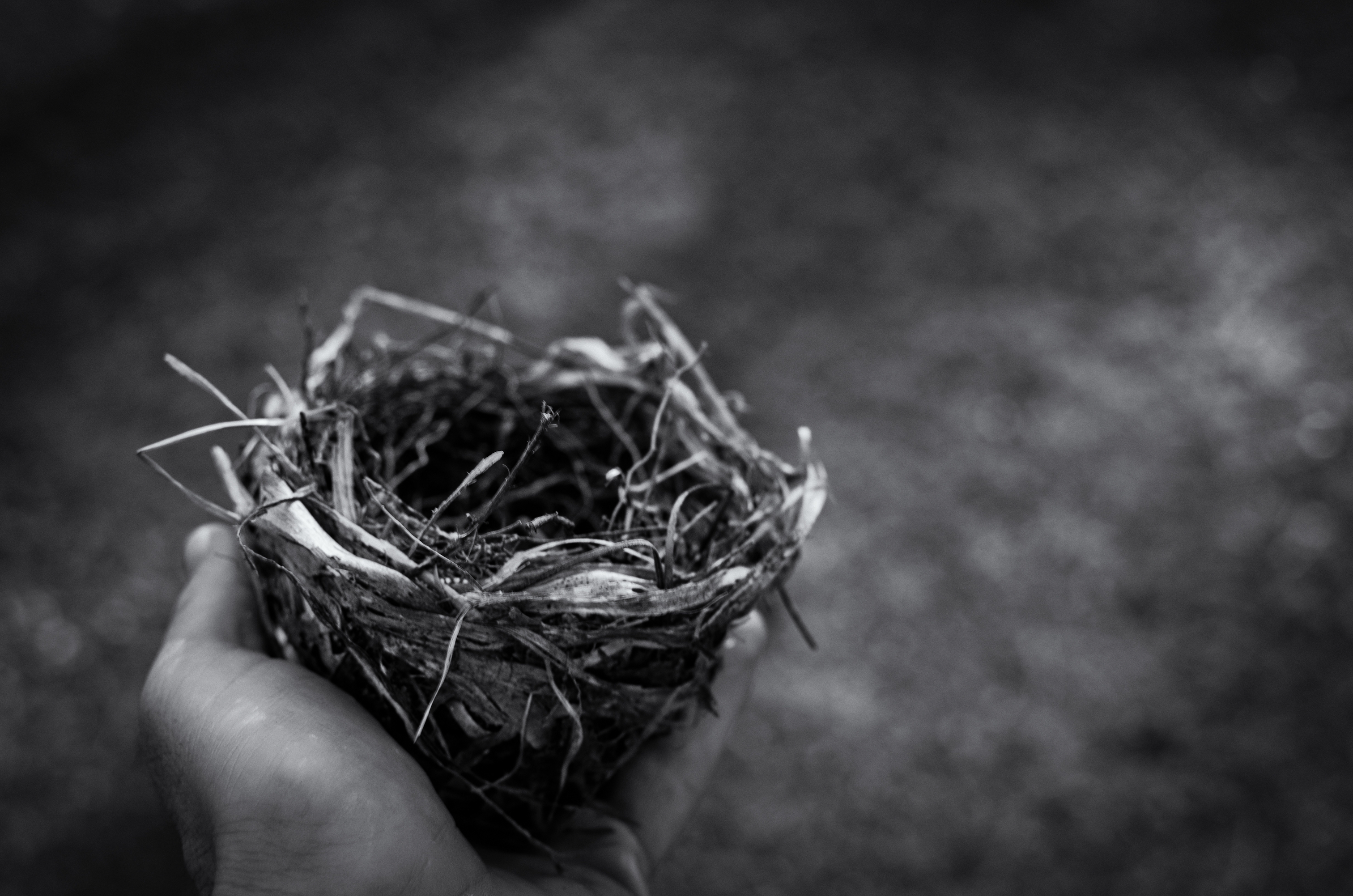A small bird's nest is held in a human hand (black and white photo)