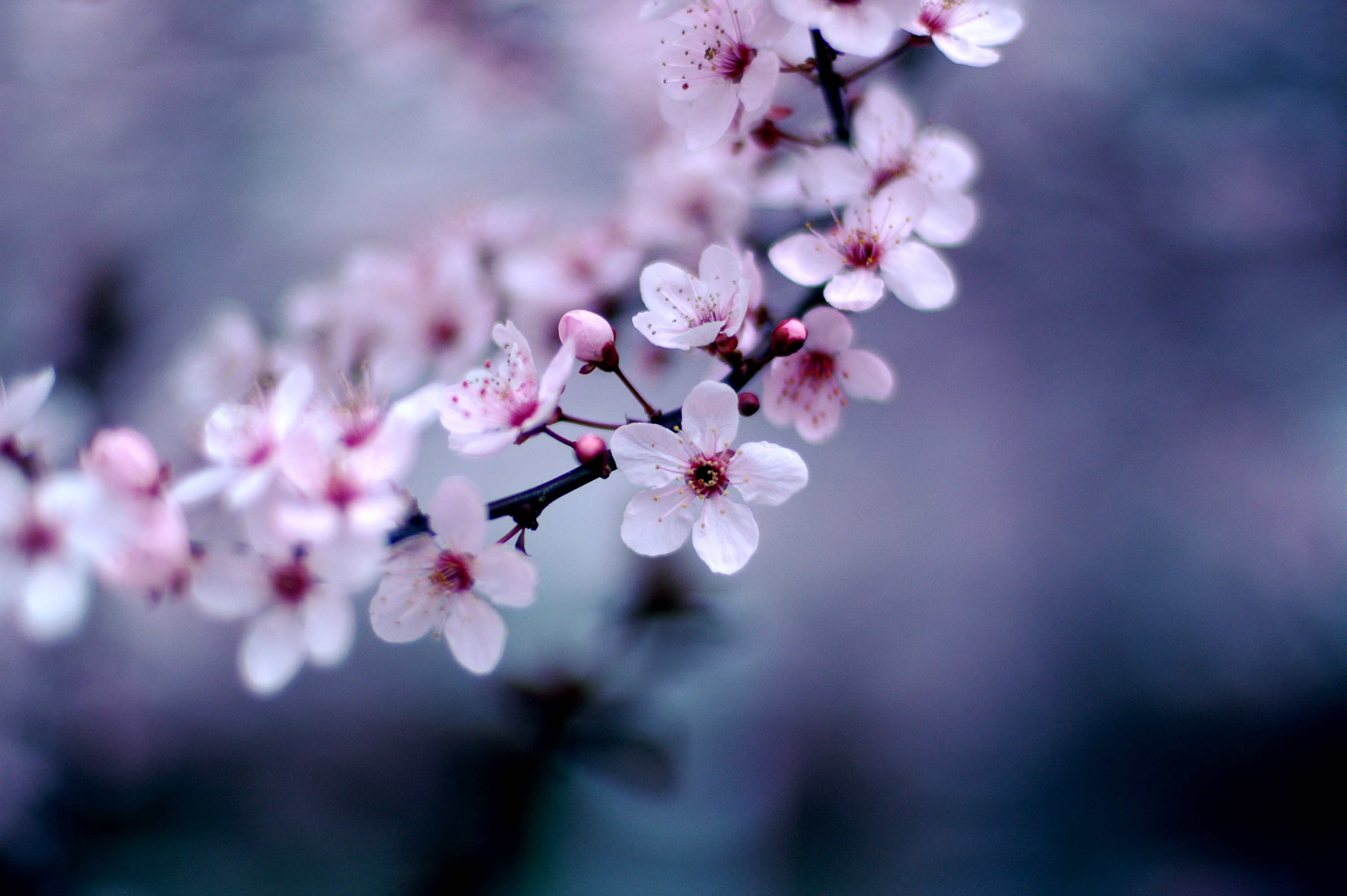 a close up of delicate, pink cherry blossoms on a branch