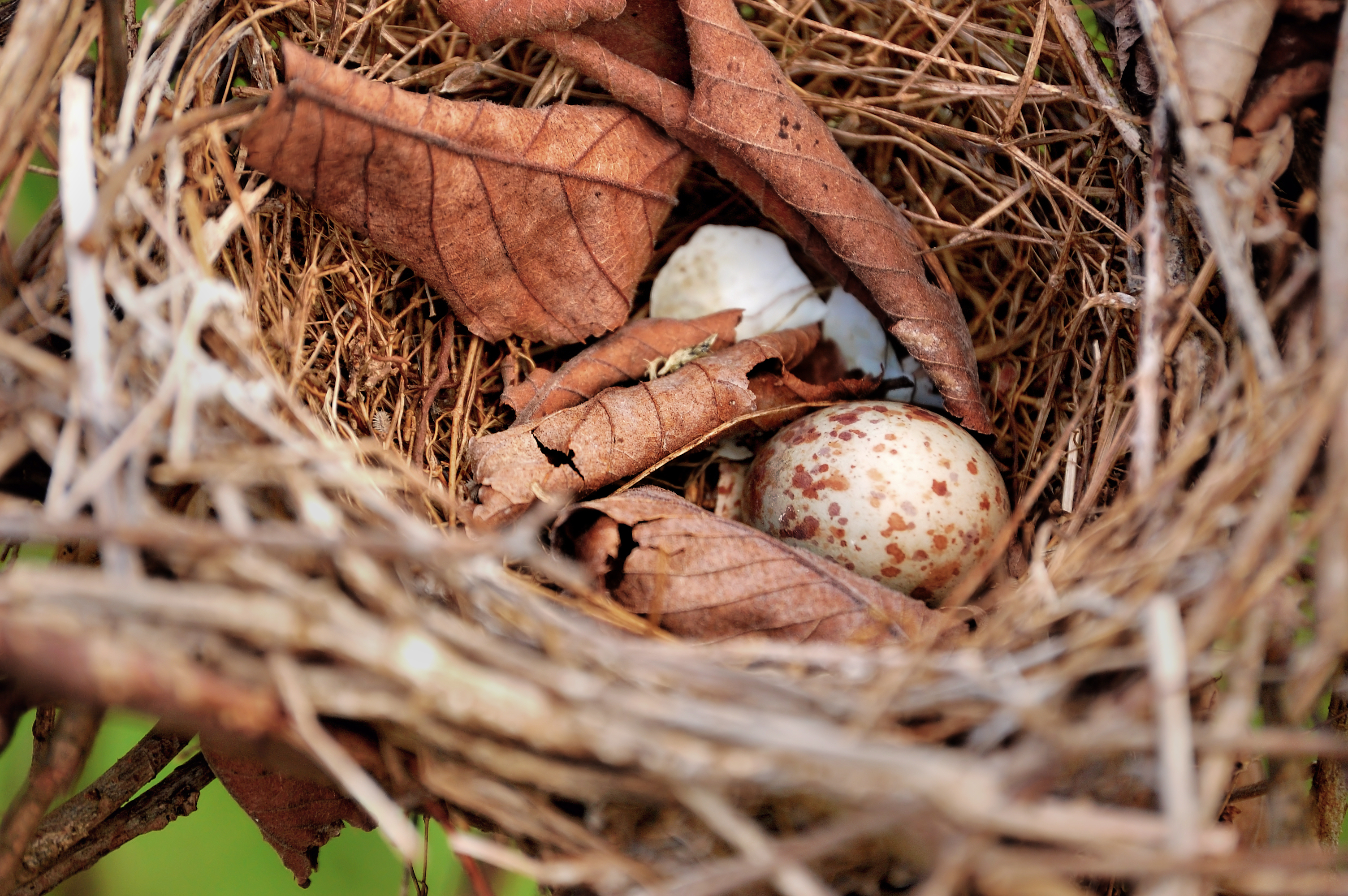 A speckled egg and leaves inside of a bird's nest