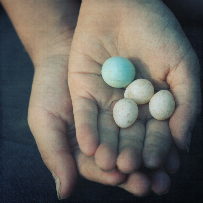Two hands, cupped together with palms up, cradle four small eggs (one blue, three white)