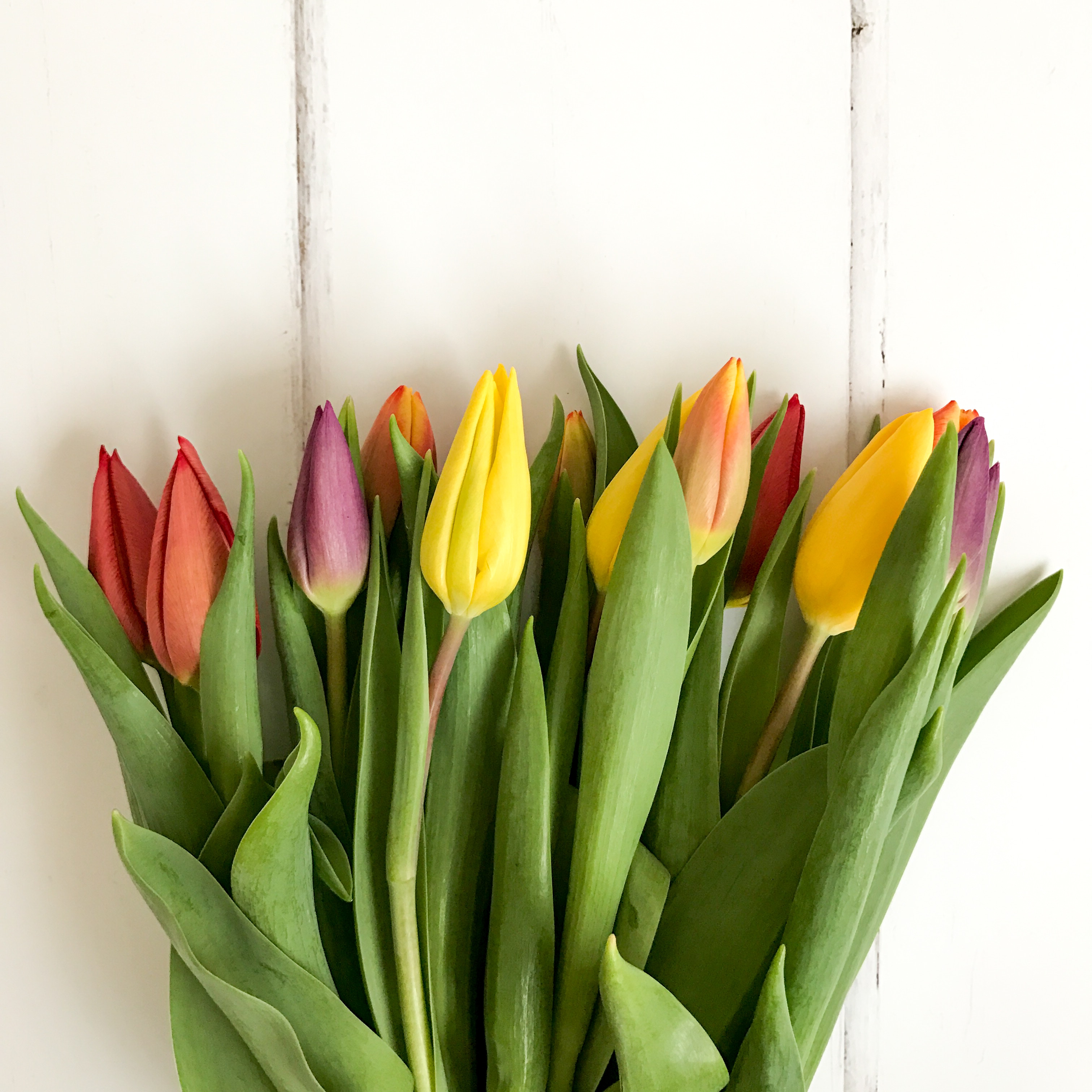 colorful tulips, not yet in full bloom, lying on a white table