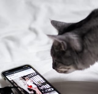 a grey cat looks at a picture on a phone