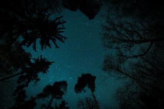 A view of the starry sky at night, straight up, through the silhouette of trees around the edges.