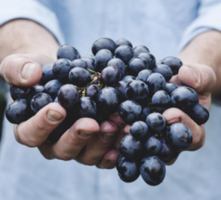 Hands holding a bunch of grapes