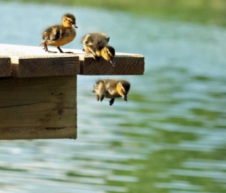 Ducklings jumping from pier into water