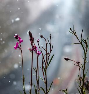lavender in snow