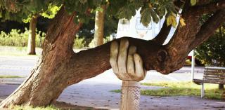 Hand supporting tree limb