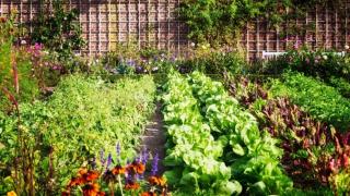 Garden with rows of vegetables and flowers