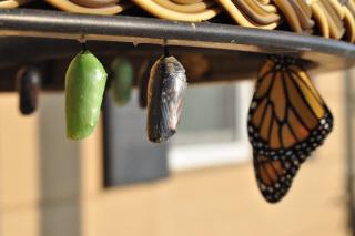 Hanging underneath an outdoor surface is a new green chrysalis, a clear one that’s about ready to emerge, and a butterfly that’s already come out. 
