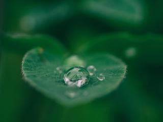 A small droplet of water balanced on the leaf of a plant