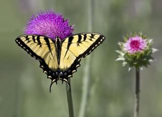 A buttery-yellow butterfly, with black stripes, rests on a vivid pink flower.