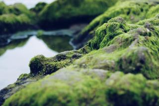 Soft green algae covers a landscape of rocks