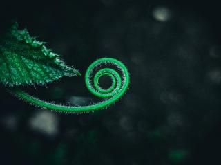 A delicate frond spirals out of a vine.