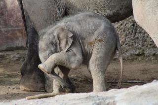 Elephant calf with front leg raised to shield its eyes.