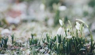 Delicate snowdrop flowers begin to bloom on a frosty ground.