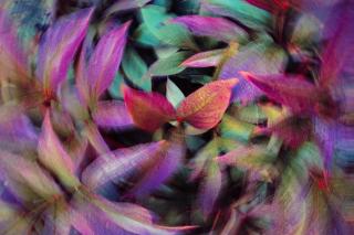 An abstract photo of colorful foliage