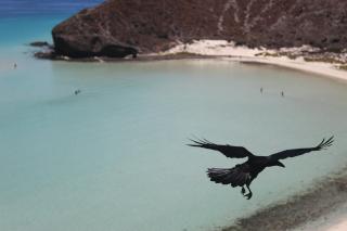 A crow, wings outstretched, soars over a beautiful beach.