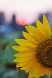 A beautiful sunflower outdoors