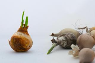 Against a white background, several flower bulbs and one upright bulbs with shoots of green rising from its top.