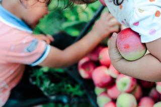 A crate of freshly-picked apples sits on the ground. One small child reaches for an apple, while another child cradles one in their arm.
