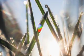 Close-up image of several blades of grass coated in small ice crystals. The sun is visible between the blades, and the crystals create a small rainbow.