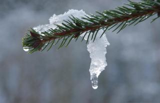 Water drips from a melting clump of ice on a small fir branch. The background is a blurry field of grey with a hint of green, possibly other trees.