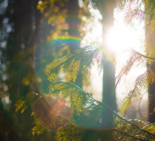 A prism of light, creating a rainbow effect, gleams amid tree trunks and evergreen needles on a sunny day.