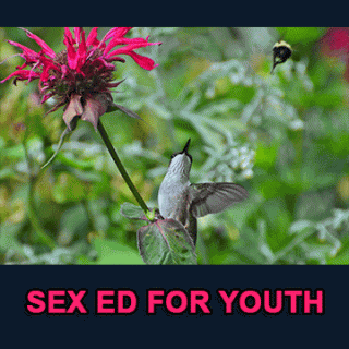 Sex_Ed_4_Youth