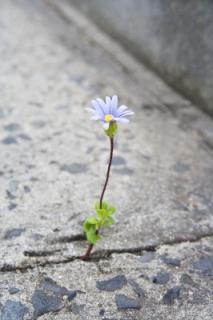 Flower growing out from crack in sidewalk