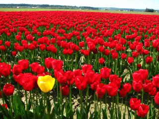 Single_yellow_tulip_in_a_field_of_red_tulips